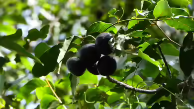 Pleiogynium timorense im Garten pflanzen