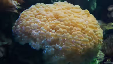 Plerogyra sinuosa im Aquarium halten
