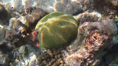 Plesiastrea versipora im Aquarium halten