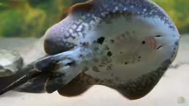 Plesiotrygon iwamae im Aquarium halten