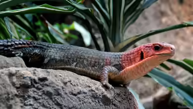 Plestiodon laticeps im Terrarium halten