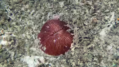 Pleuractis granulosa im Aquarium halten
