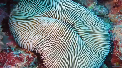 Pleuractis gravis im Aquarium halten