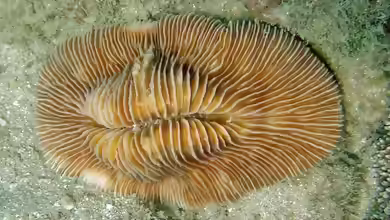 Pleuractis moluccensis im Aquarium halten