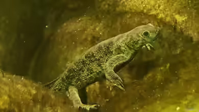 Pleurodeles poireti im Terrarium halten