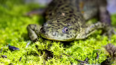 Pleurodeles waltl im Terrarium halten