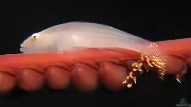 Pleurosicya boldinghi im Aquarium halten