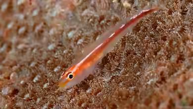 Pleurosicya micheli im Aquarium halten
