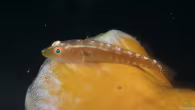 Pleurosicya mossambica im Aquarium halten