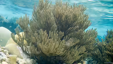 Plexaura homomalla im Aquarium halten