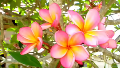 Plumeria rubra im Garten pflanzen