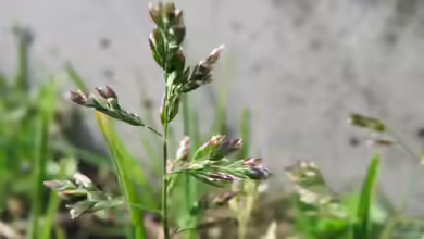 Poa annua im Garten pflanzen