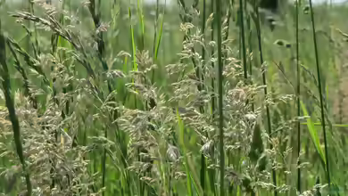 Poa pratensis im Garten pflanzen