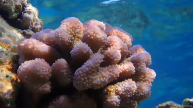 Pocillopora ankeli im Aquarium halten