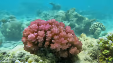 Pocillopora damicornis im Aquarium halten