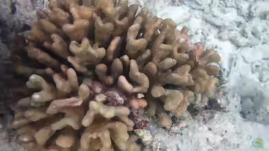 Pocillopora elegans im Aquarium halten