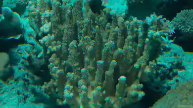 Pocillopora grandis im Aquarium halten