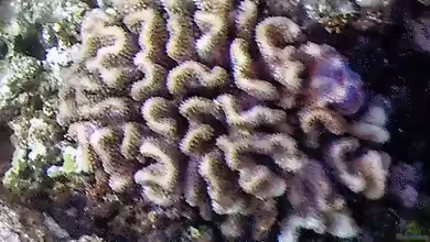 Pocillopora ligulata im Aquarium halten