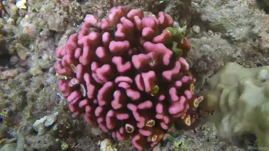 Pocillopora meandrina im Aquarium halten