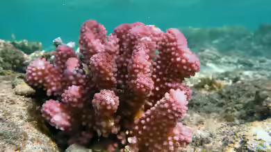 Pocillopora verrucosa im Aquarium halten