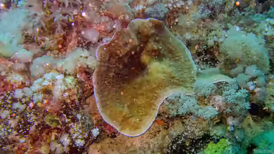 Podabacia sinai im Aquarium halten