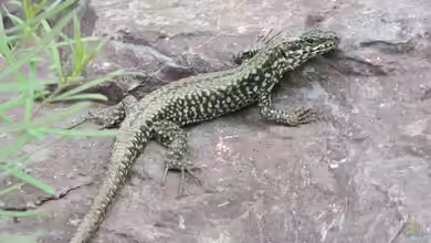 Podarcis muralis im Terrarium halten