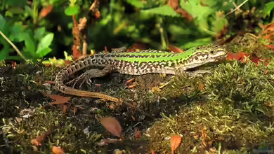 Podarcis siculus im Terrarium halten