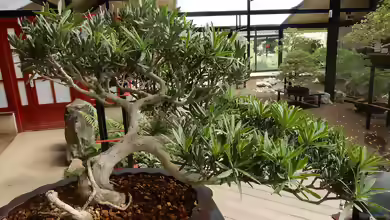 Podocarpus macrophyllus im Garten pflanzen