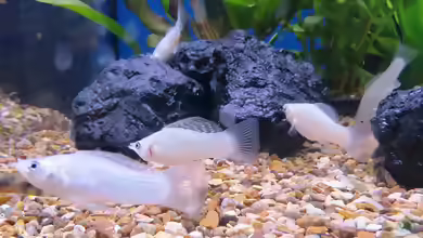 Poecilia latipinna im Aquarium halten