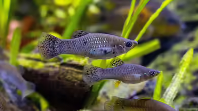 Poecilia sphenops im Aquarium halten
