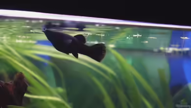 Poecilia sphenops var. Black im Aquarium halten