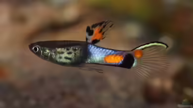 Poecilia wingei im Aquarium halten