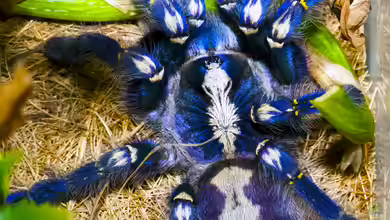 Poecilotheria metallica im Terrarium halten