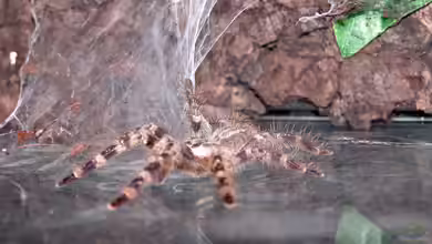 Poecilotheria regalis im Terrarium halten