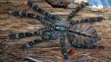 Poecilotheria rufilata im Terrarium halten