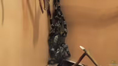 Poecilotheria smithi im Terrarium halten