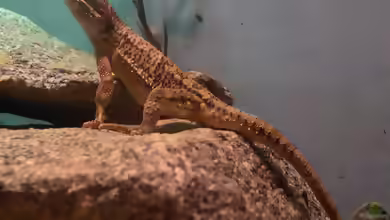 Pogona henrylawsoni im Terrarium halten