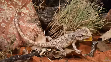 Pogona minor im Terrarium halten