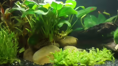 Pogostemon helferi im Aquarium