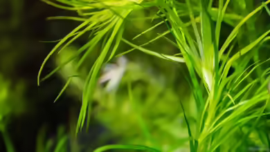 Pogostemon quadrifolius im Aquarium