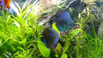 Pogostemon stellatus im Aquarium