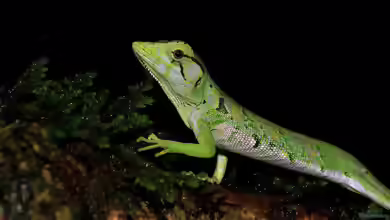 Polychrus marmoratus im Terrarium halten