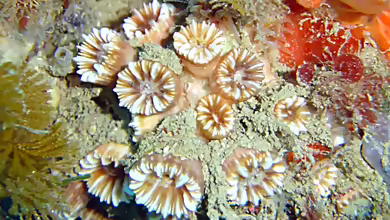 Polycyathus muellerae im Aquarium halten