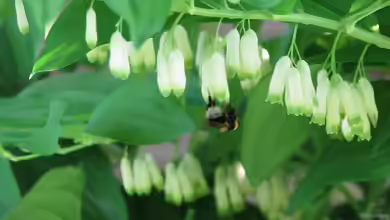 Polygonatum multiflorum im Garten pflanzen