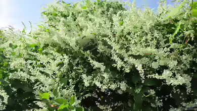 Polygonum aubertii im Garten pflanzen