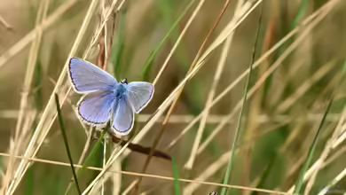 Polyommatus icarus im Garten