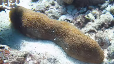 Polyphyllia talpina im Aquarium halten