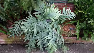 Polypodium aureum im Terrarium pflanzen