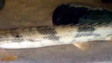 Polypterus endlicherii im Aquarium halten