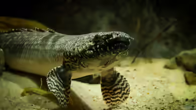 Polypterus ornatipinnis im Aquarium halten
